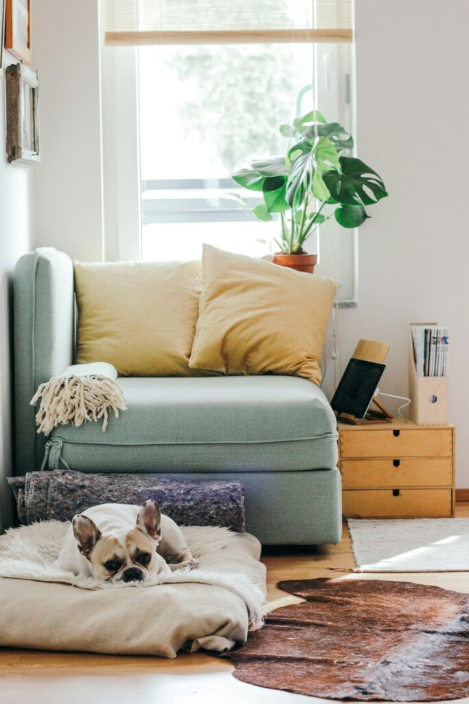 chair in front of window with plant on the windowsill, cute dog lying on the floor on a pillow